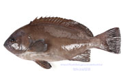 トビハタ,鳶羽太,Triso dermopterus,Oval grouper