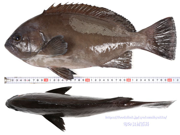 トビハタ,鳶羽太,Triso dermopterus,Oval grouper