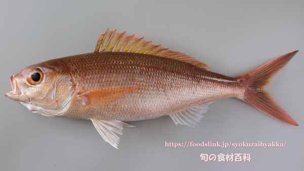 ヒメダイ,姫鯛,Pristipomoides sieboldii,Lavender jobfish