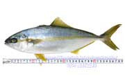 ヒラマサの若魚