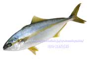 ヒラマサの若魚