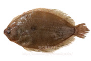 ガンゾウヒラメ - Pseudorhombus cinnamoneus -