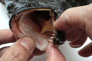 ヒラメの大きな口と鋭い歯