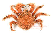 イガグリガニ（毬栗蟹／いがぐりがに） Paralomis hystrix