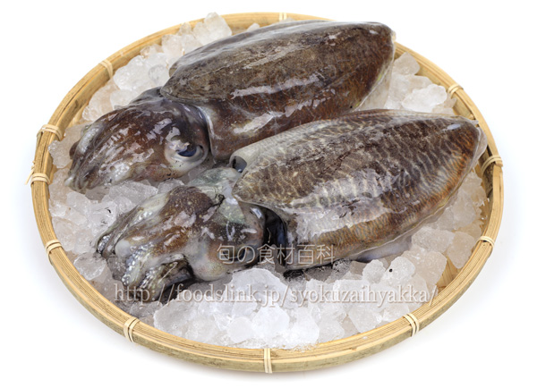 コウイカ スミイカ ハリイカの栄養価と効用 旬の魚介百科