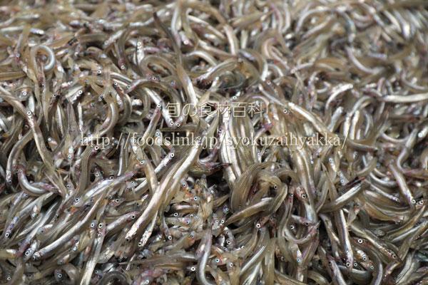 いかなご イカナゴ 玉筋魚 コウナゴ シンコの栄養価と効能 旬の魚介百科