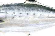 イケカツオ,Doublespotted queenfish,いけかつお,Scomberoides lysan,イケガツオ