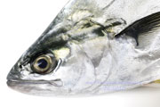 イケカツオ,Doublespotted queenfish,いけかつお,Scomberoides lysan,イケガツオ