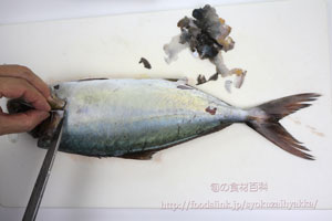 カンパチ 間八 かんぱちのさばき方 刺身用 旬の魚介百科