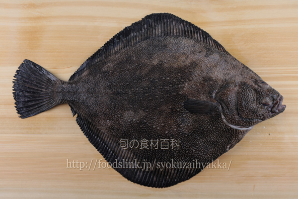 サメガレイ 鮫鰈のさばき方 五枚おろし 旬の魚介百科