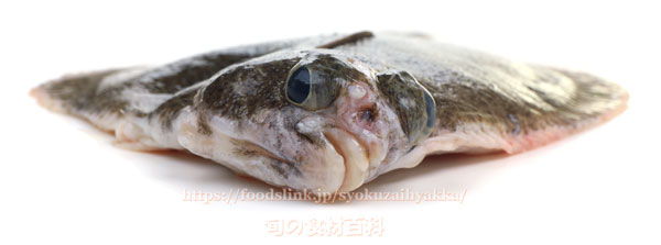 ナガレメイタガレイ／バケメイタ／Pleuronichthys japonicus