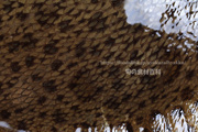 メイタガレイ（Pleuronichthys cornutus）のウロコや斑紋
