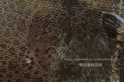 メイタガレイ（Pleuronichthys cornutus）のウロコや斑紋