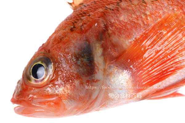 ユメカサゴ メバル科 旬の魚介百科