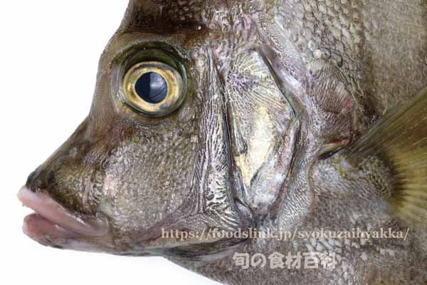 カワビシャ - Histiopterus typus -