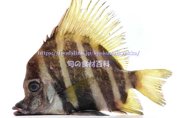 テングダイは下部が直線的で立てて置くこともできる