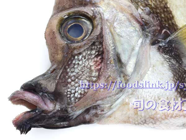 テングダイの顏のアップ　アゴ髭