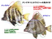 テングダイとカワビシャの比較