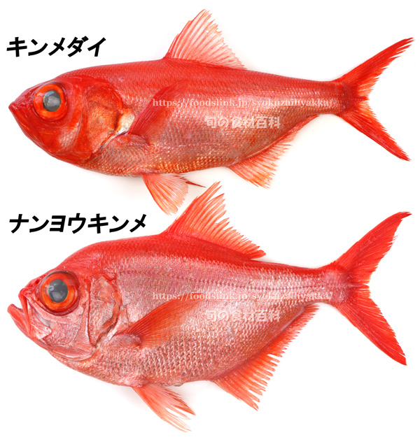 キンメダイ／金目鯛とナンヨウキンメの比較