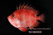 クルマダイ - Pristigenys niphonia -