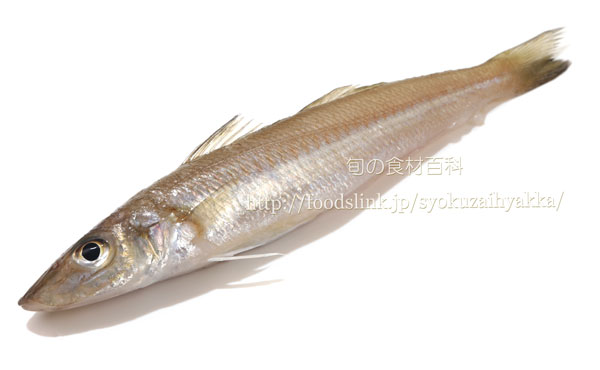 写真で見るシロギス キス 鱚 Sillago Japonica 旬の魚介百科
