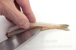 キス 鱚 シロギスのさばき方 背開き 旬の魚介百科