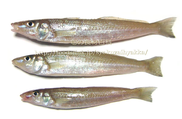 キス 鱚 シロギスの栄養価と効用 旬の魚介百科