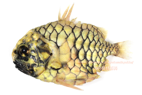 マツカサウオ Monocentris japonica Pineconefish　Pineapple fish