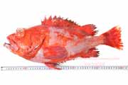 ヒレグロメヌケ,Sebastes borealis,Shortraker rockfish