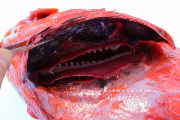 ヒレグロメヌケ,Sebastes borealis,Shortraker rockfish