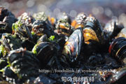岸辺に群れるムラサキインコ　紫インコ貝