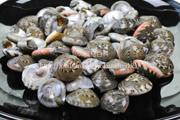 ダンベイキサゴ　ナガラミ　巻貝