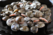 ダンベイキサゴ　ナガラミ　巻貝