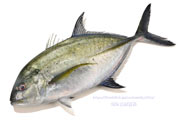 カスミアジ Bluefin trevally Caranx melampygus