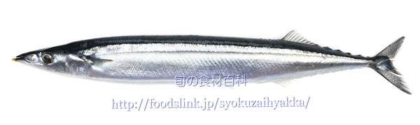 サンマ／秋刀魚／さんま　Cololabis saira