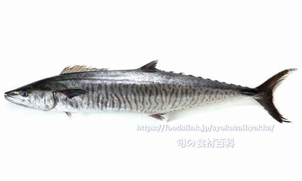 ヨコシマサワラ - Scomberomorus commerson -