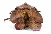 コブセミエビ,瘤蝉海老,こぶせみえび,Scyllarides haani,Ridgeback Slipper Lobster