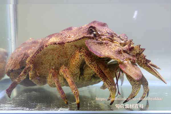 コブセミエビ,瘤蝉海老,こぶせみえび,Scyllarides haani,Ridgeback Slipper Lobster