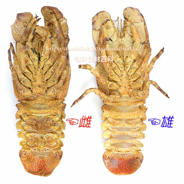 コブセミエビ,雄と雌,オスとメス,Scyllarides haani,Ridgeback Slipper Lobster,♂♀