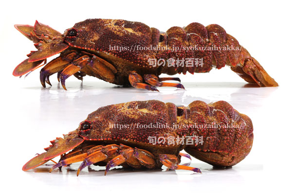 セミエビ,蝉海老,クツエビ,Blunt Slipper Lobster,Scyllarides squammosus