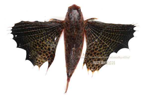 胸ビレを広げたセミホウボウ　Dactyloptena orientalis