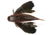 セミホウボウ　Dactyloptena orientalis