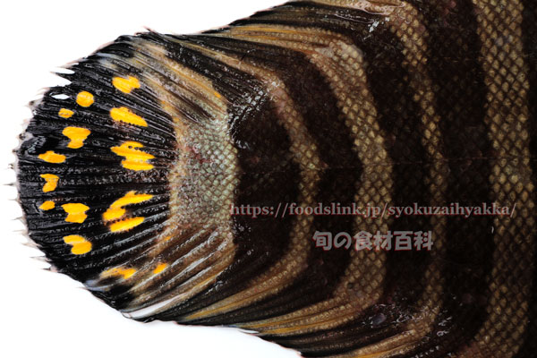 シマウシノシタの尾ビレ- Zebrias zebrinus -