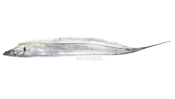 タチウオ／太刀魚／立魚 : 旬の魚介百科