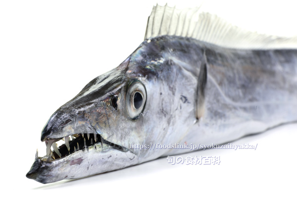 タチウオの顔つき 太刀魚 立魚
