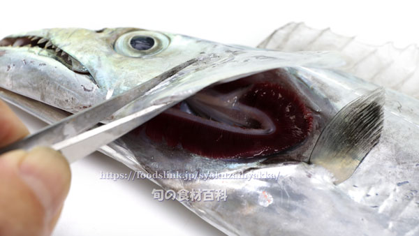 タチウオ 太刀魚の目利きと食べ方や料理 旬の魚介百科