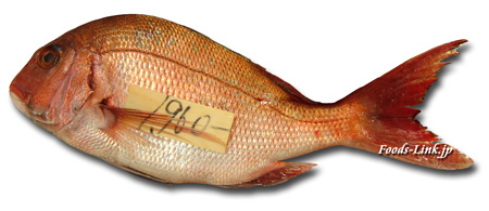 タイ 鯛 の種類 旬の魚