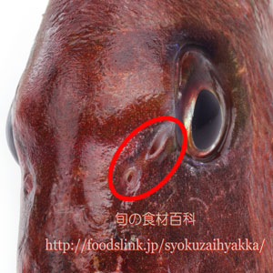 天然真鯛の鼻の孔