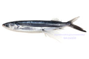 ハマトビウオ（浜飛魚） - Cheilopogon pinnatibarbatus -