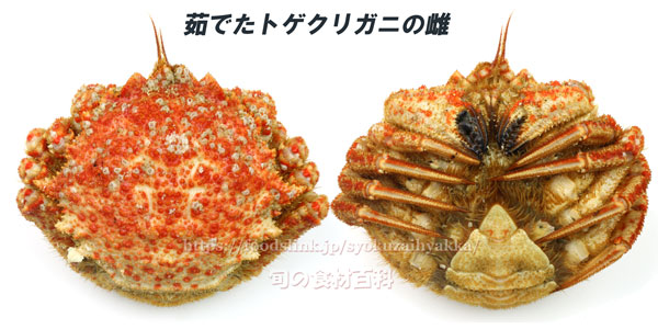 茹でたトゲクリガニ(メス) 茹でたトゲクリガニ(メス)